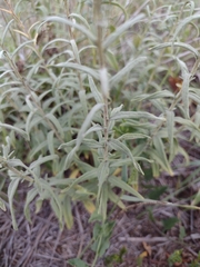 Brickellia eupatorioides