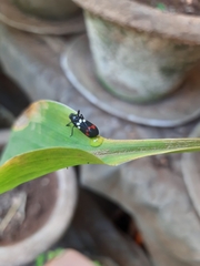 Callitettix versicolor