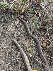 Lampropeltis calligaster