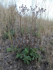 Potentilla gracilis