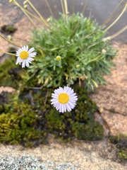 Brachyscome multifida