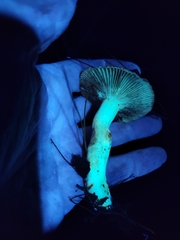 Russula amerorecondita