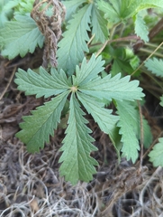 Potentilla gracilis