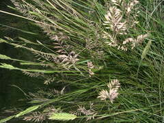 Agrostis stolonifera