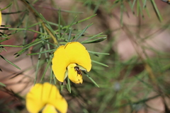 Tetragonula carbonaria