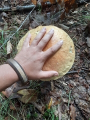 Boletus edulis