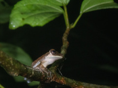 Anura