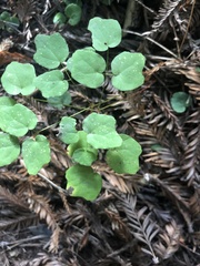 Vancouveria hexandra