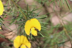 Tetragonula carbonaria