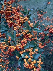 Pyracantha angustifolia