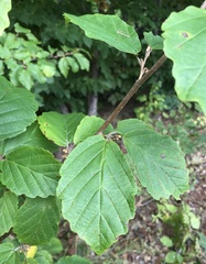 Hamamelis virginiana