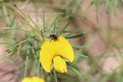 Tetragonula carbonaria