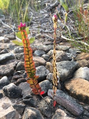 Boronia serrulata