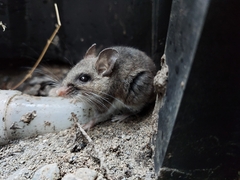 Peromyscus sonoriensis