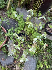 Pycnanthemum incanum