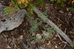 Lomatium