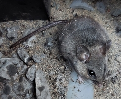 Peromyscus sonoriensis