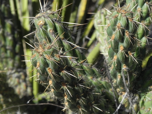 Image of Cylindropuntia californica by (c) James C. Davis, some rights reserved (CC BY-SA)
