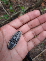 Chalcolepidius rugatus