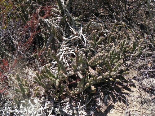 Image of Cylindropuntia californica by (c) James C. Davis, some rights reserved (CC BY-SA)
