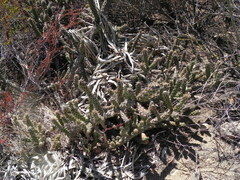 Cylindropuntia californica californica