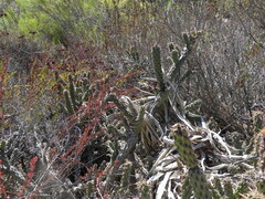 Cylindropuntia californica californica