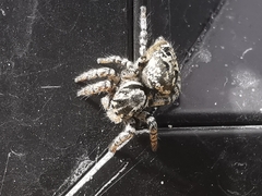 Salticinae