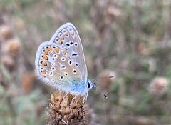 Polyommatus icarus