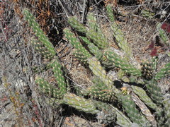 Cylindropuntia californica californica