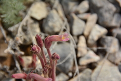 Aphyllon fasciculatum