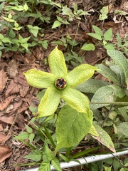 Gonolobus erianthus