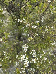 Leptospermum trinervium