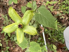 Gonolobus erianthus