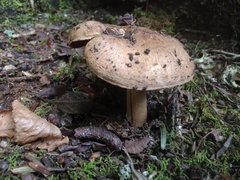 Inocybe dulciolens