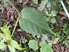 Gonolobus erianthus