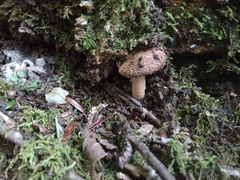 Inocybe dulciolens