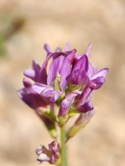 Lespedeza violacea