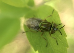 Stratiomyini