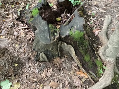 Kretzschmaria deusta