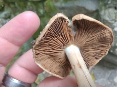 Inocybe dulciolens