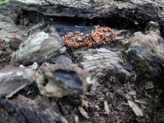 Hydropisphaera peziza