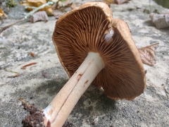 Inocybe dulciolens