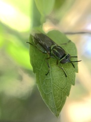 Stratiomyini
