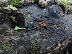 Hydropisphaera peziza