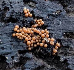 Hydropisphaera peziza