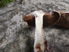 Inocybe dulciolens