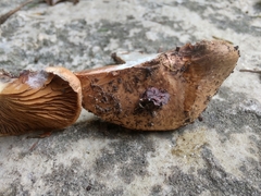 Inocybe dulciolens