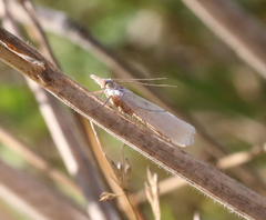 Crambus