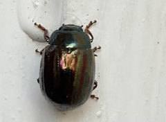 Chrysolina americana