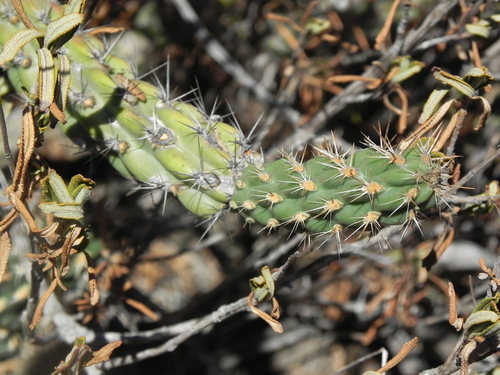 Image of Cylindropuntia californica by (c) James C. Davis, some rights reserved (CC BY-SA)